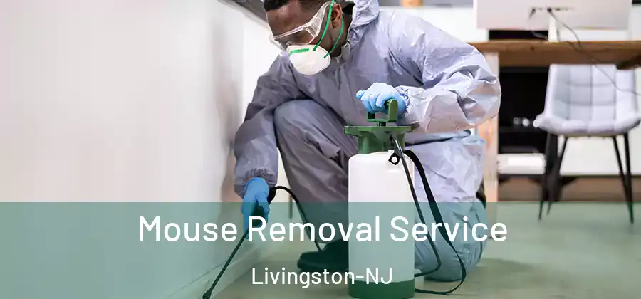 Mouse Removal Service Livingston-NJ