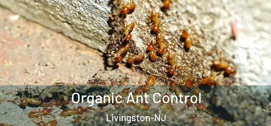 Organic Ant Control Livingston-NJ