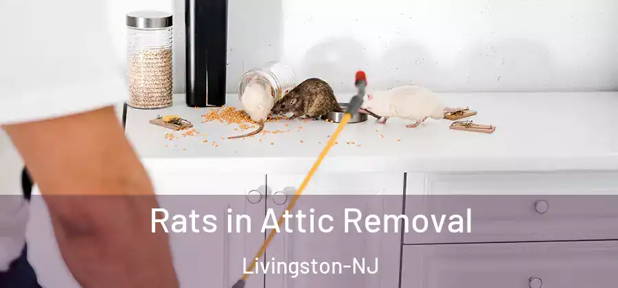Rats in Attic Removal Livingston-NJ