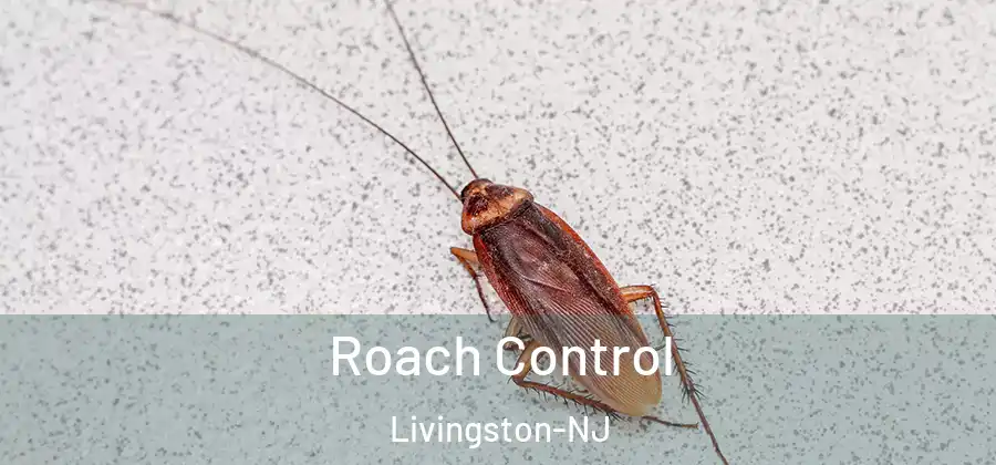 Roach Control Livingston-NJ