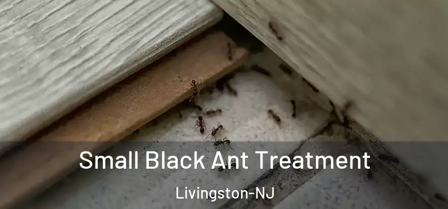 Small Black Ant Treatment Livingston-NJ