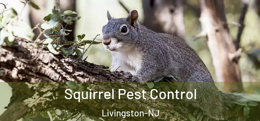 Squirrel Pest Control Livingston-NJ