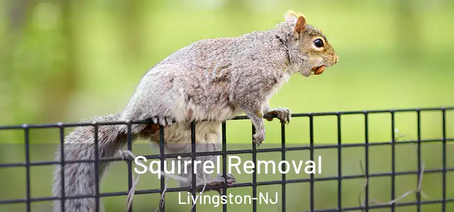  Squirrel Removal Livingston-NJ
