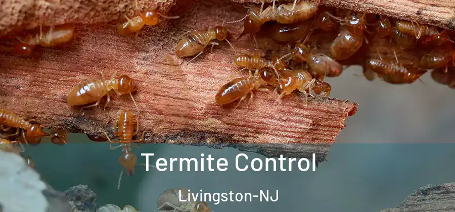 Termite Control Livingston-NJ