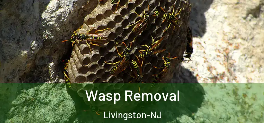 Wasp Removal Livingston-NJ